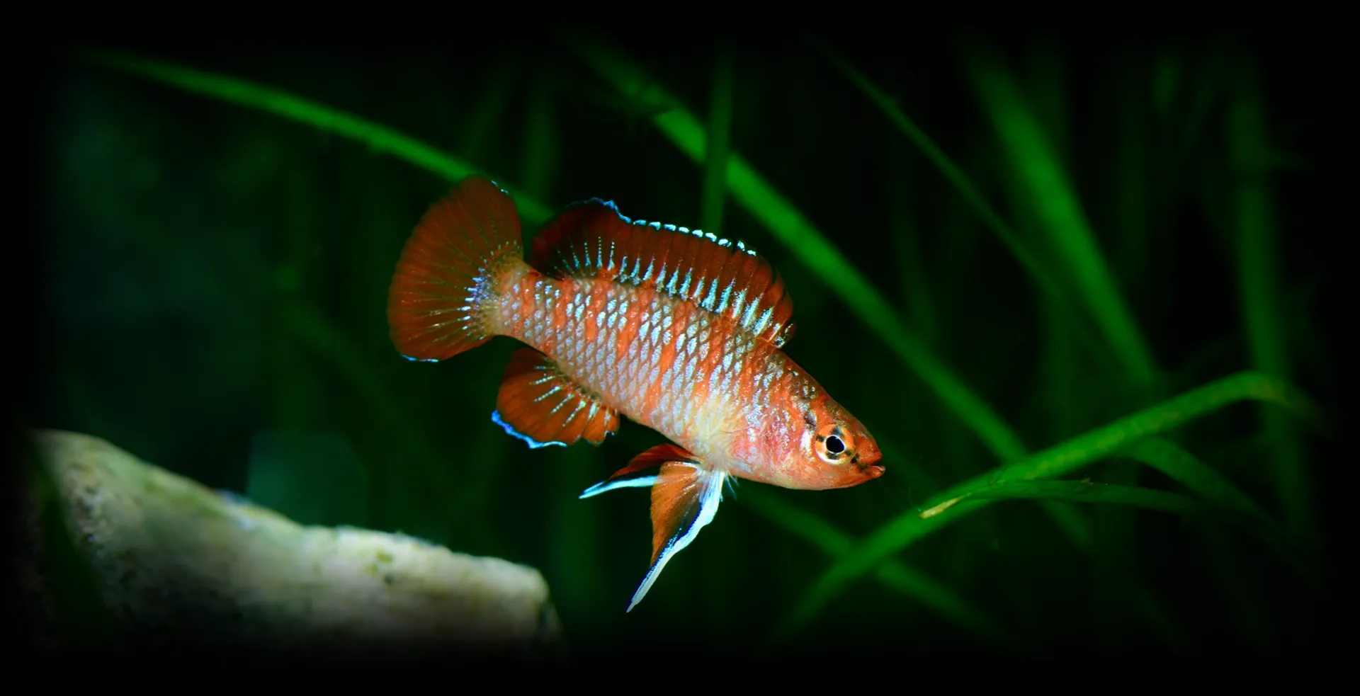 Imagem de fundo de Badis Escarlate - Poytara